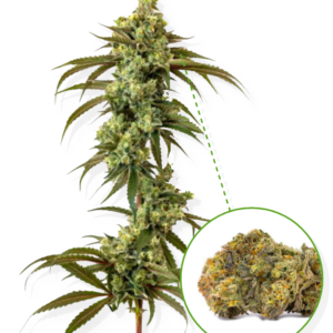 PLANT(BERRYCRUNCH) - Shadowed