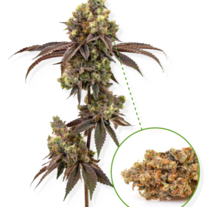 PLANT(MINTCHIP)- Shadowed