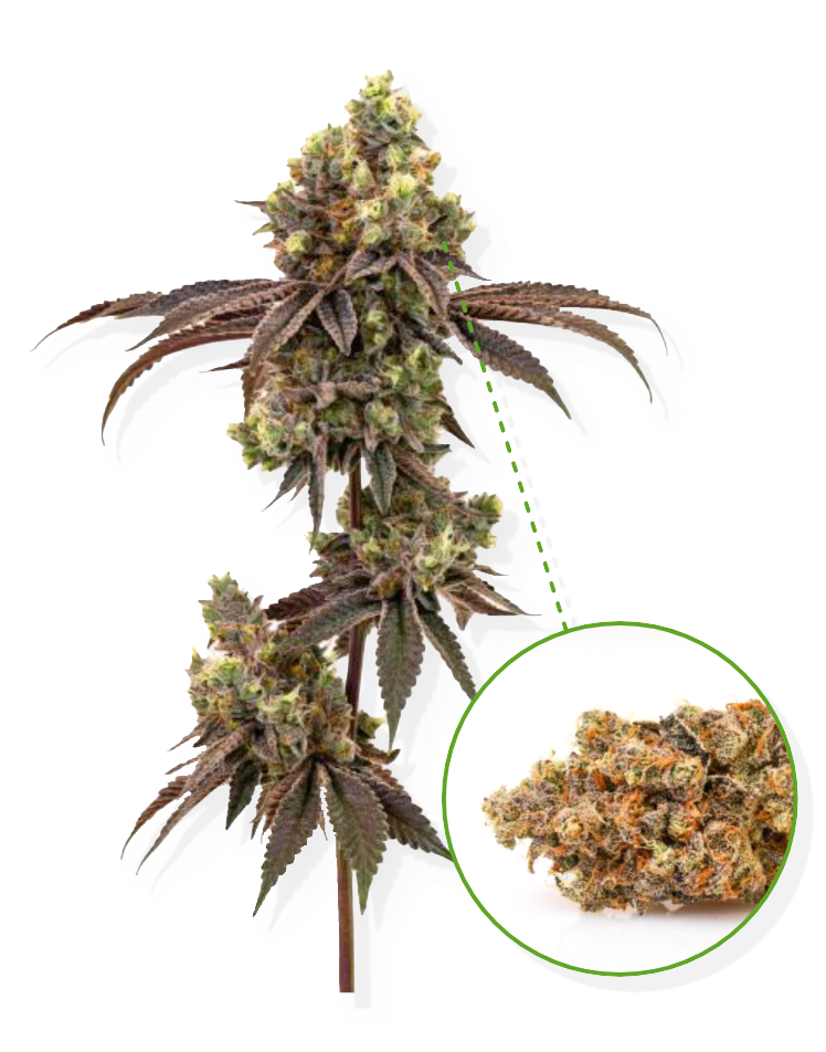 Dirty Banana